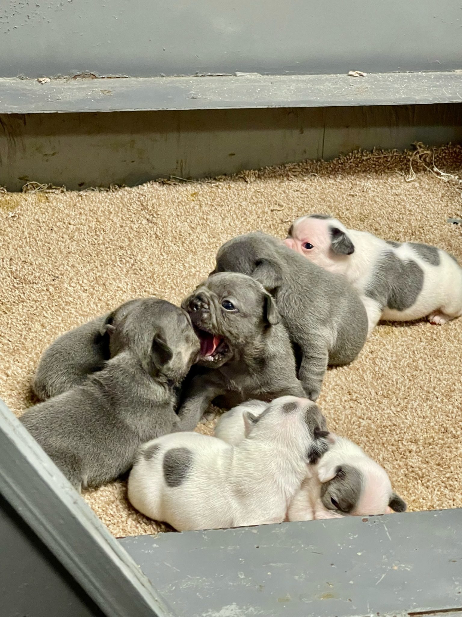 French Bulldog puppies cuddle together