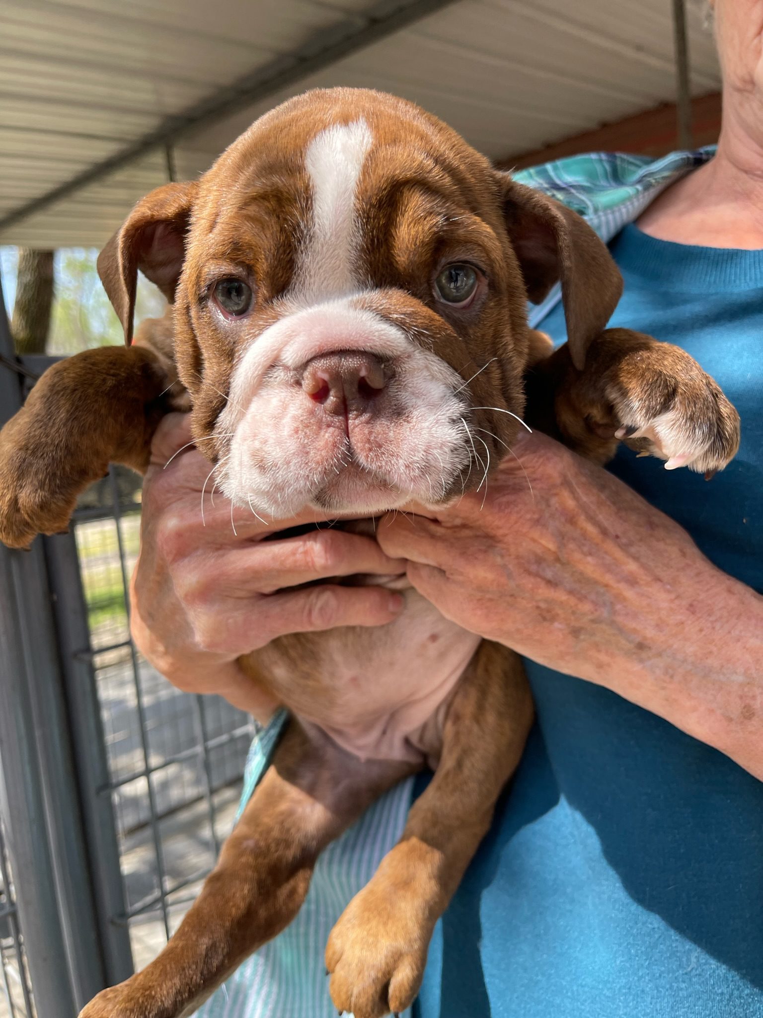 An adorable bulldog pup!