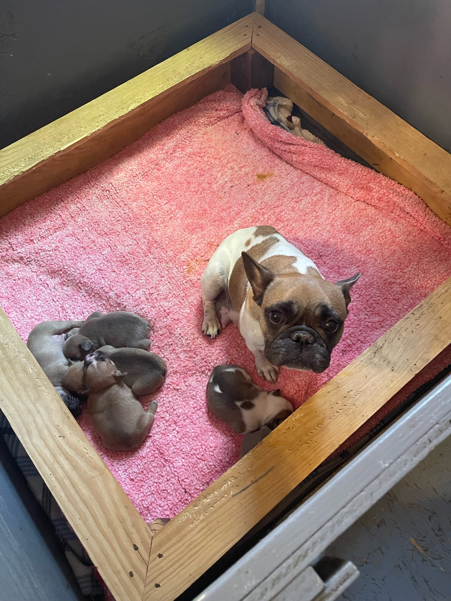 Proud French Bulldog Mom with her babies