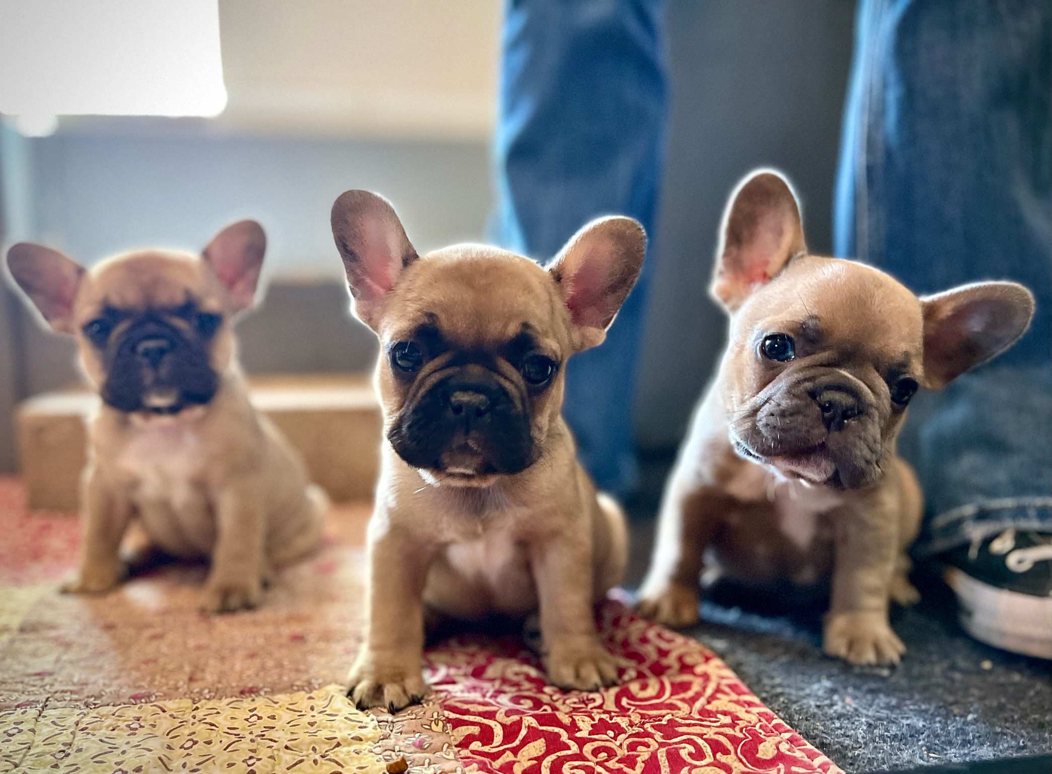 Jackie Weirather Puppies Animal Kingdom Arizona