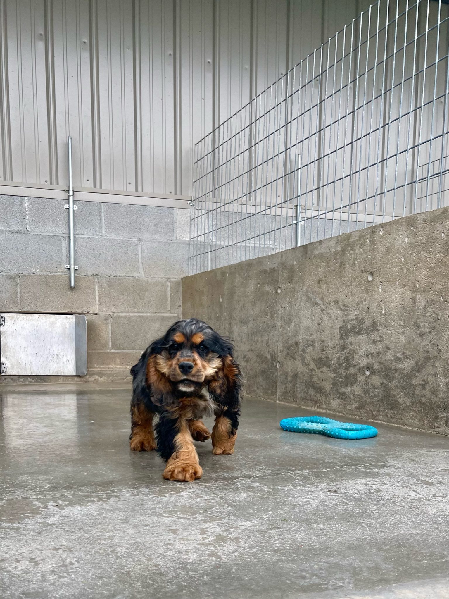 A puppy in the exterior portion of one of Eddie\'s kennels