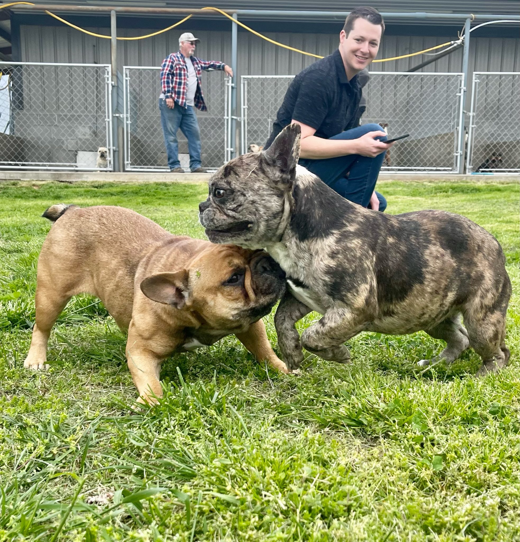 A pair of French Bulldogs playing