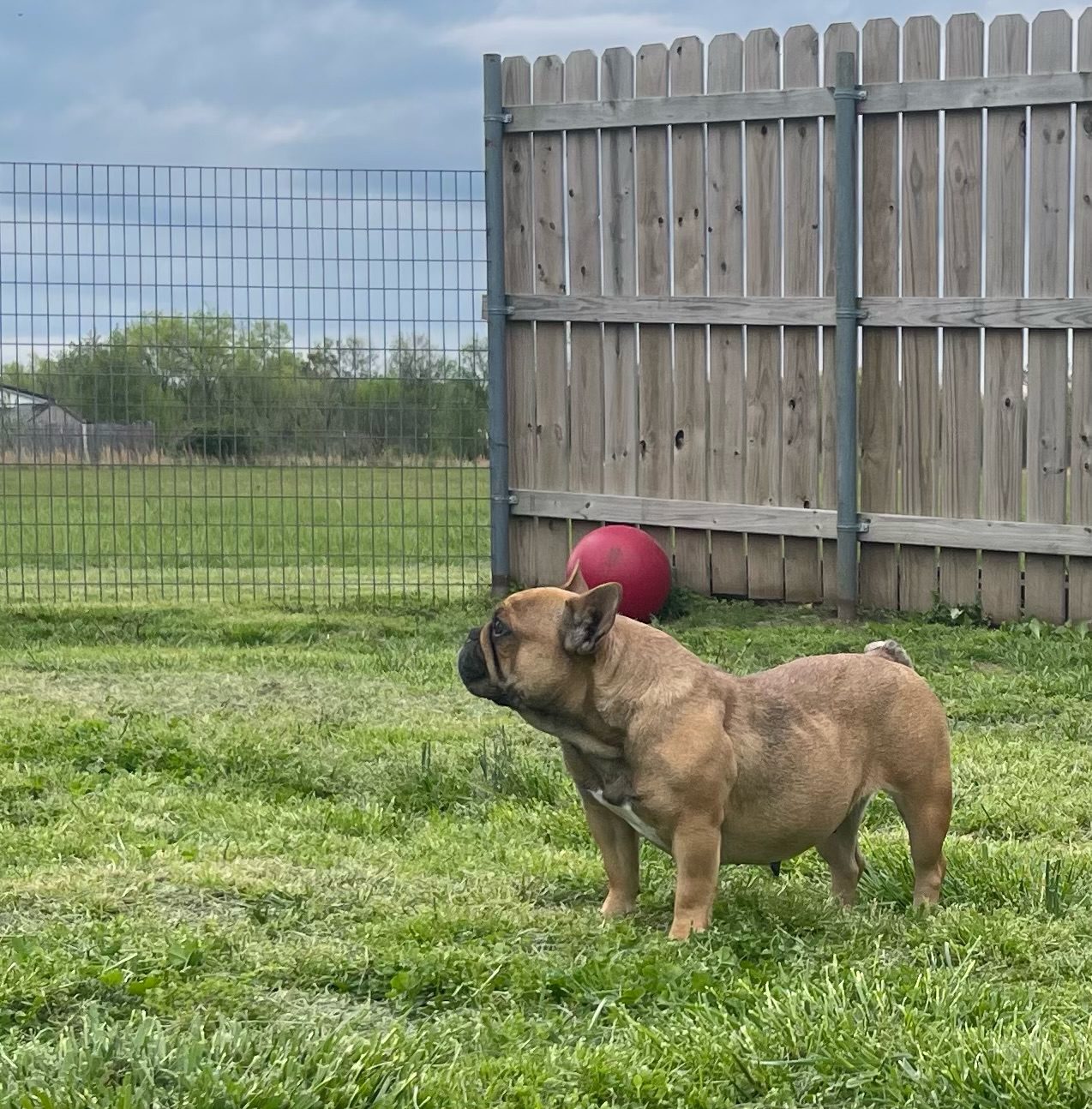 One of Eddie\'s dogs out in the exercise yard