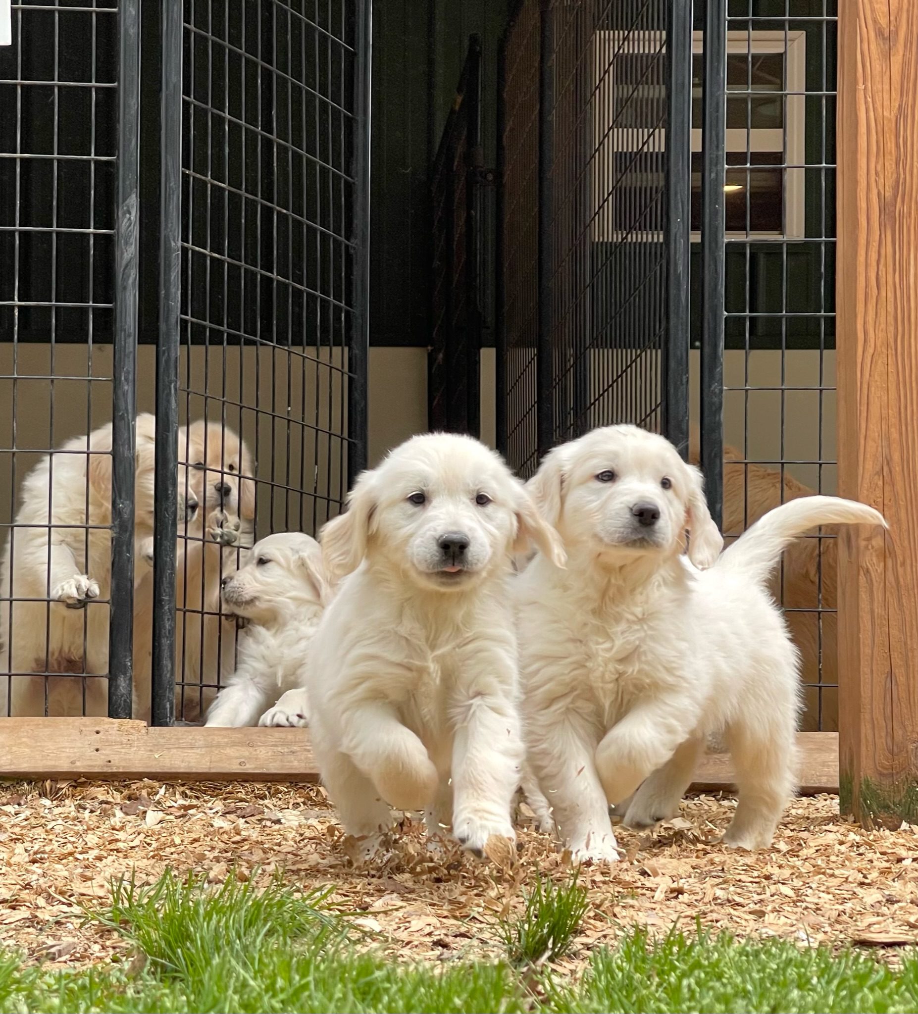 Happy puppies running around