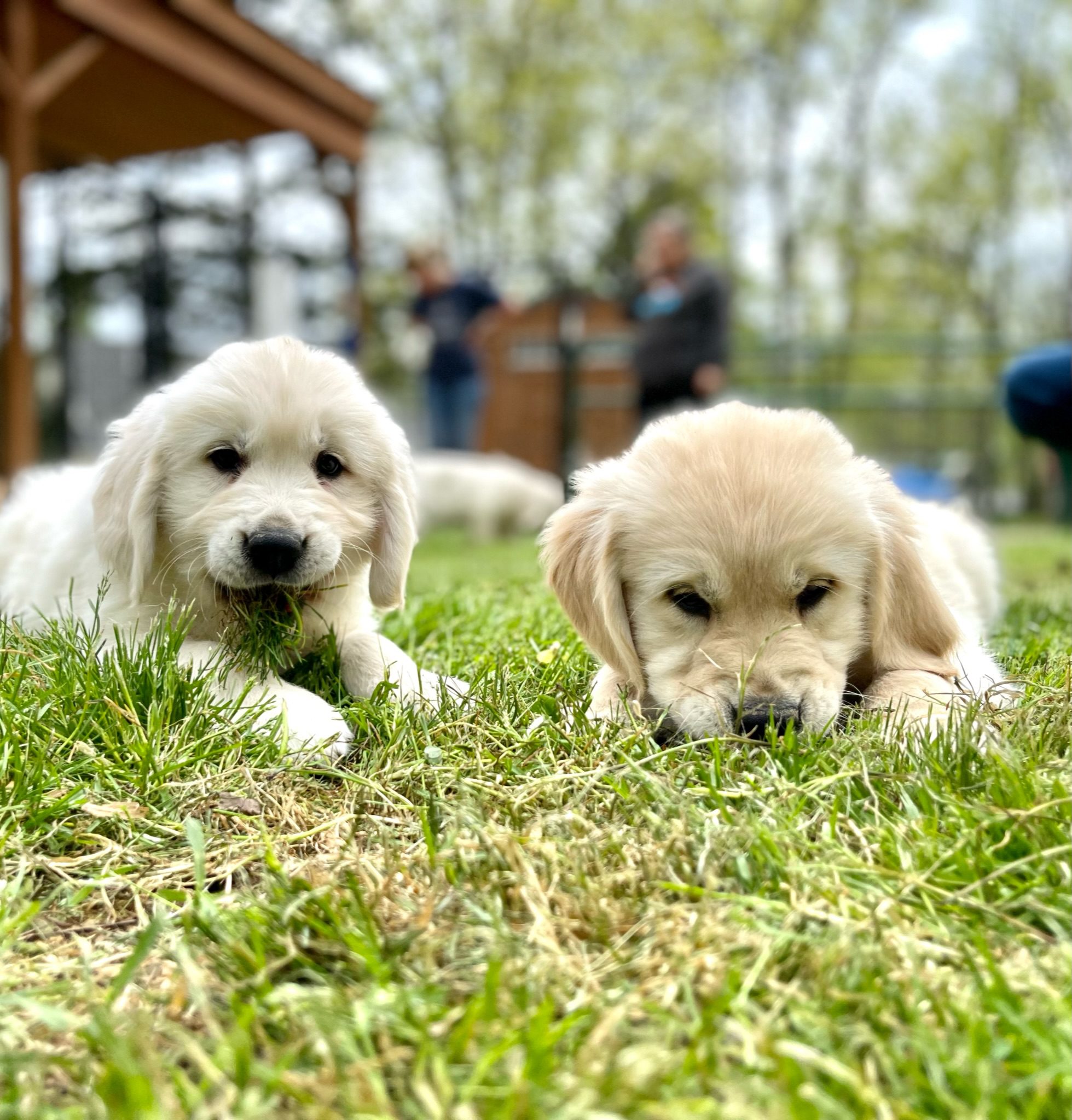 Two Golden Retrievers lounge in the grass