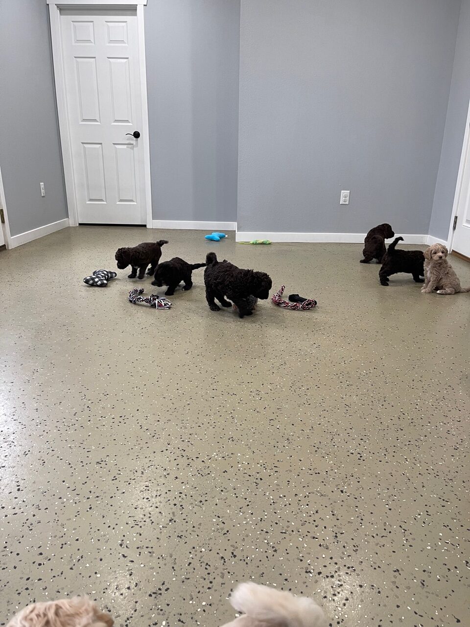 Puppies in the playroom