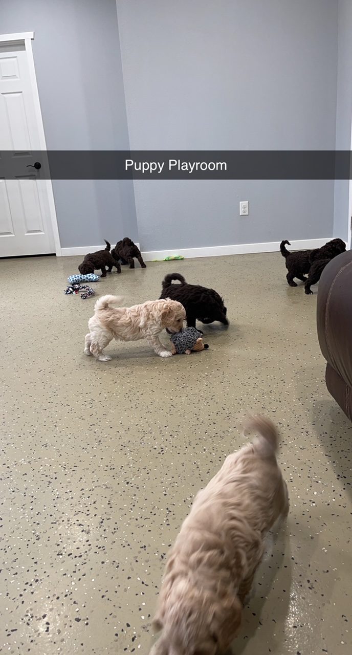 Some of Curt\'s puppies running around and playing!