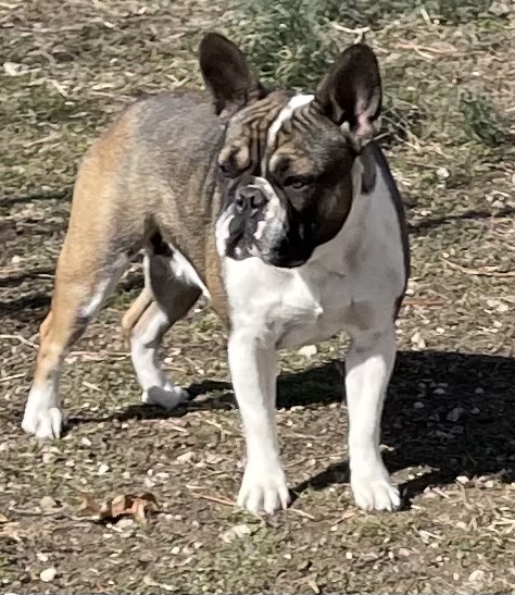 One of the adult French bulldogs