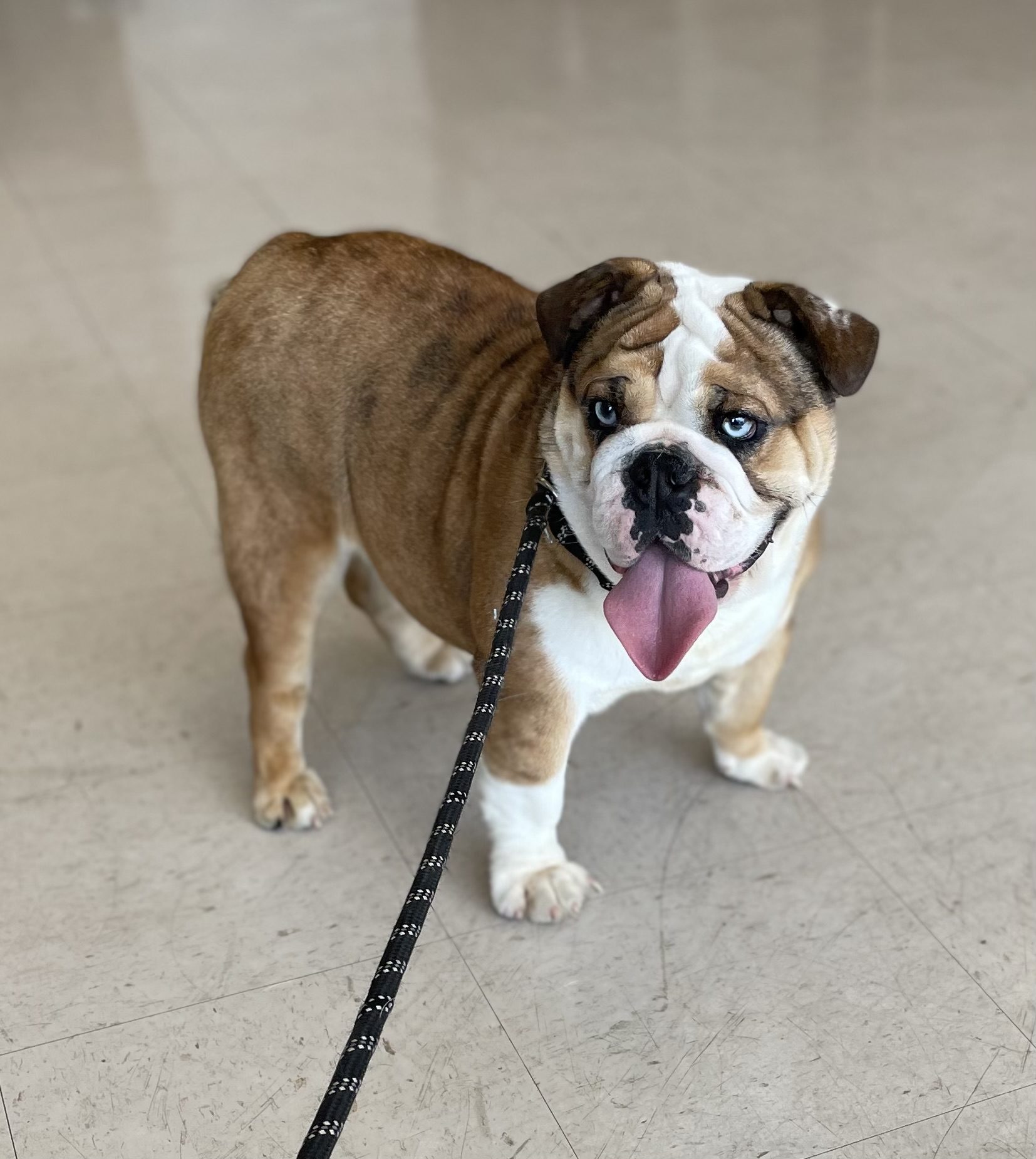 English Bulldog poses for a picture