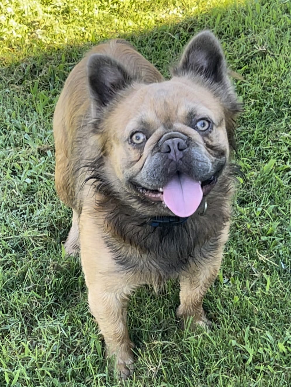 A fluffy Frenchie!