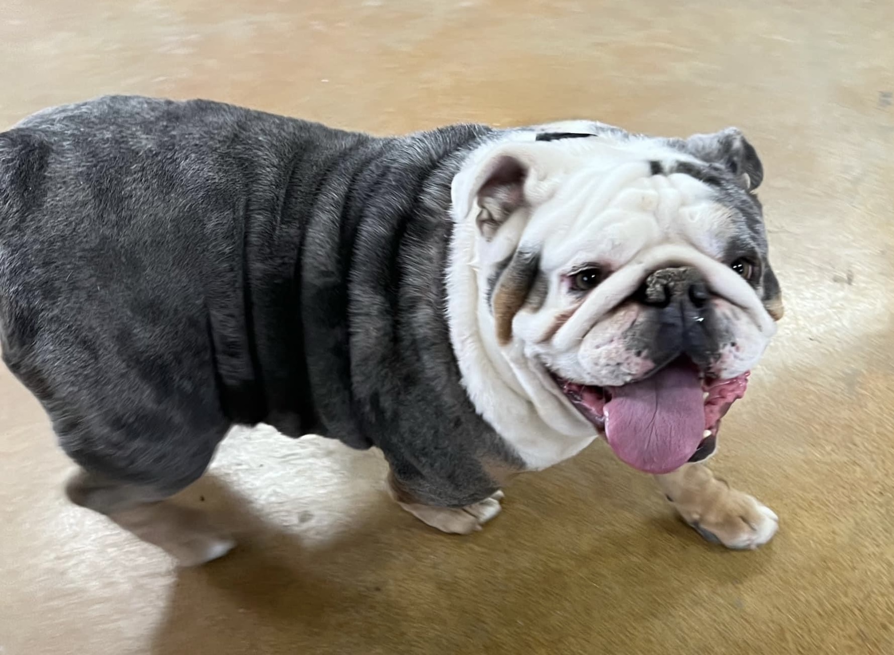 Happy English bulldog says hello