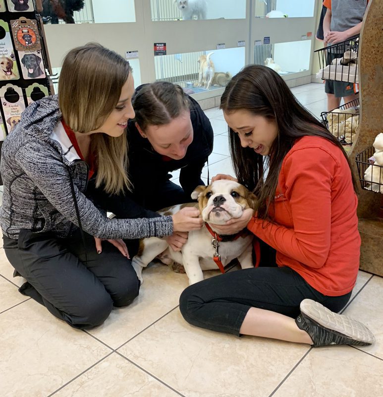 Store associates showing an English Bulldog some love