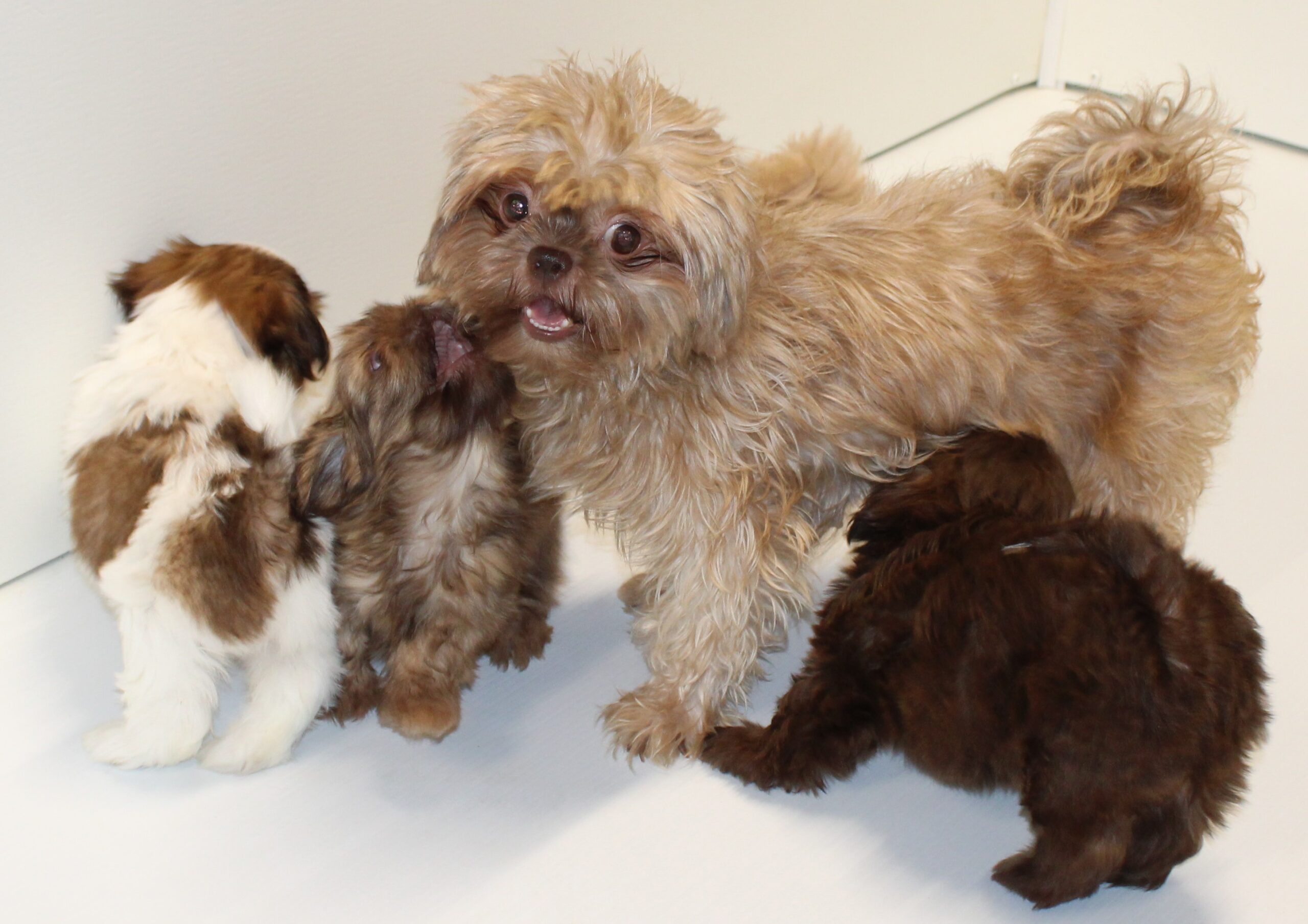 One of the Shih Tzu mothers and her pups