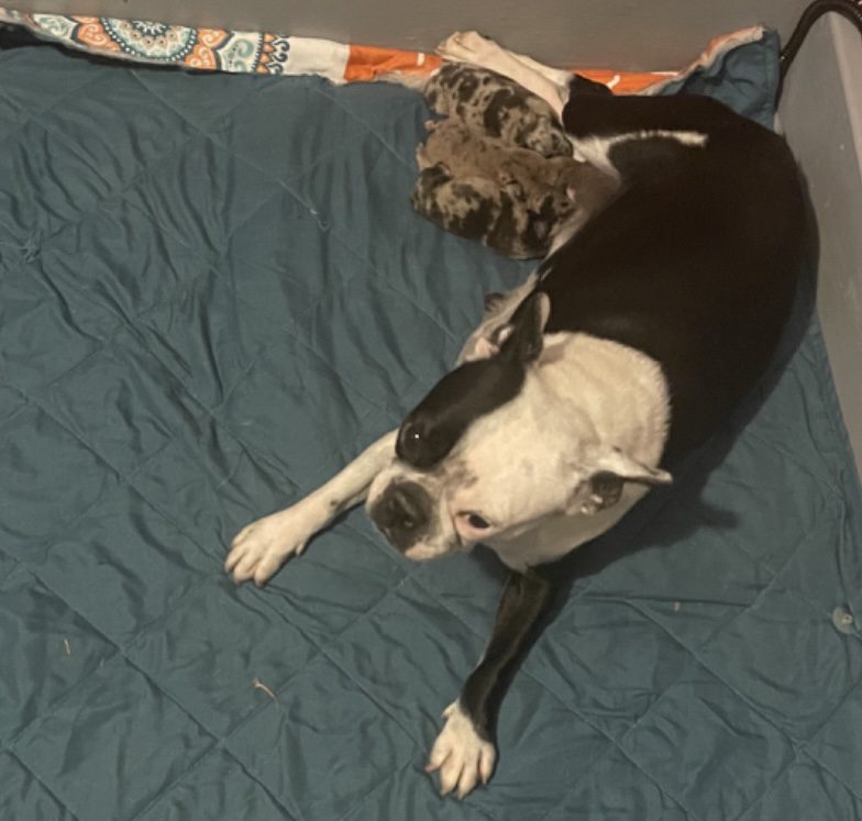 Mama Bulldog nursing her babies