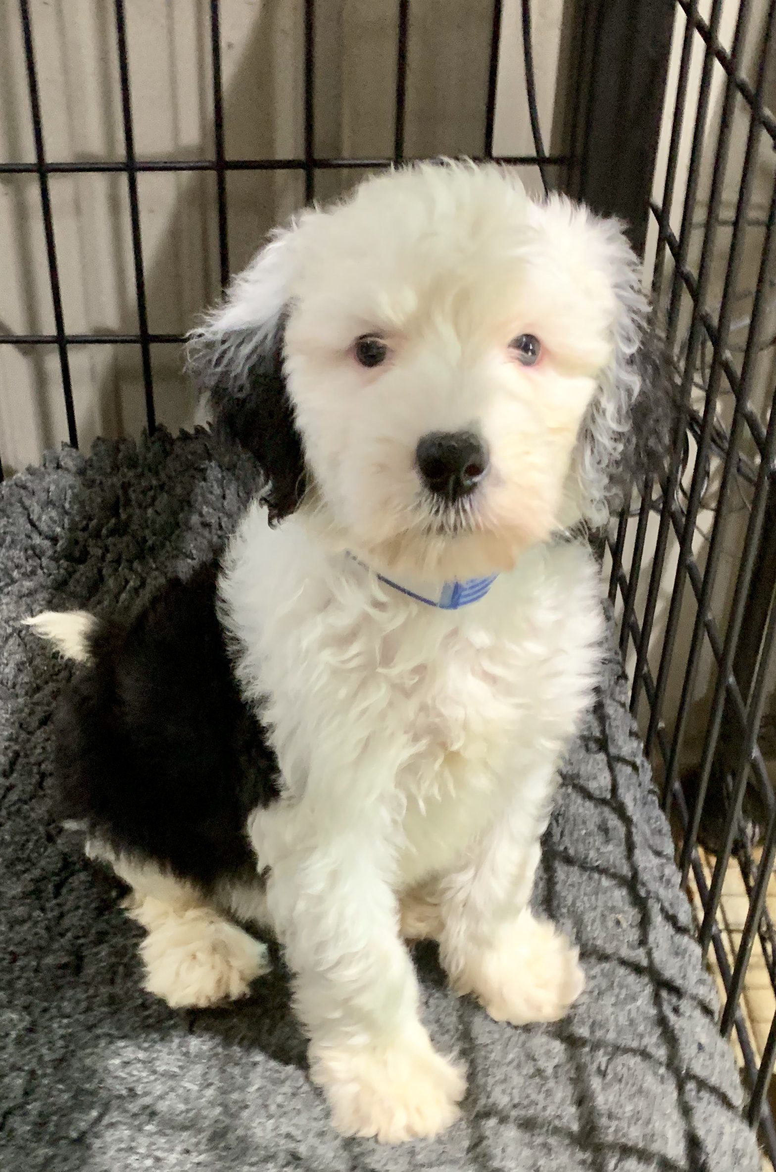 One of Megan's Bernedoodle puppies