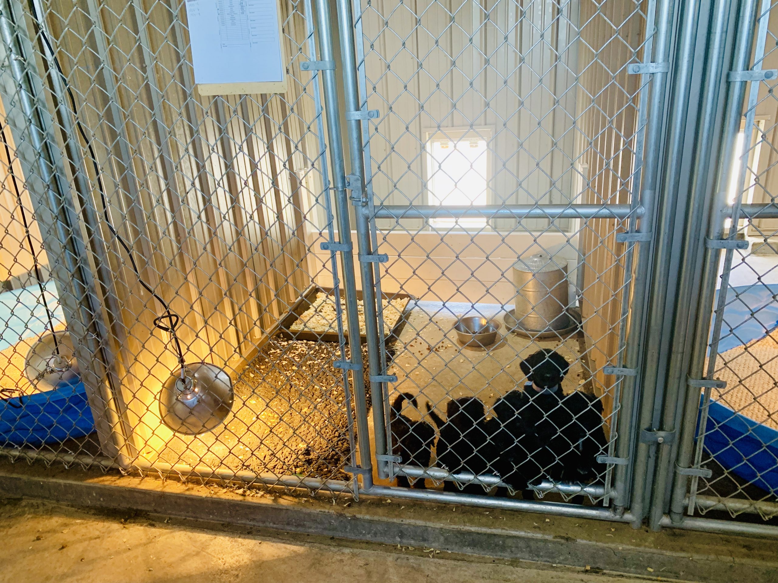 An interior view of Megan's kennel