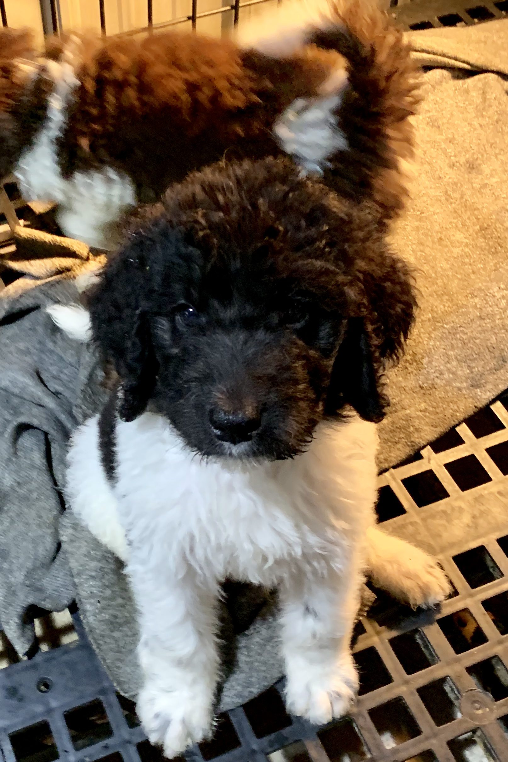 A Bernedoodle puppy