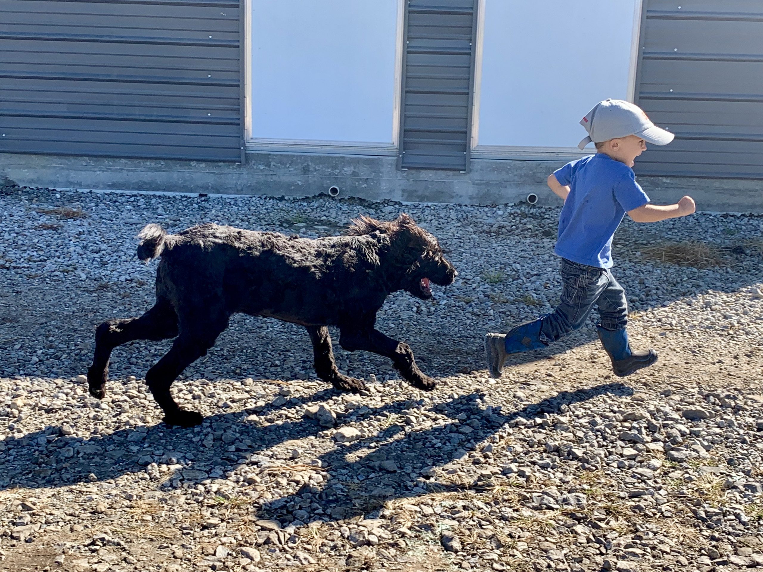 One of Megan's kids playing with an adult dog