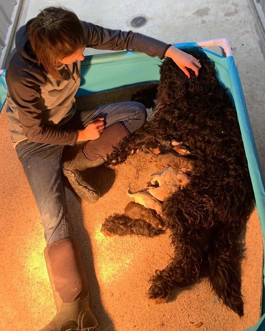 Megan watching over one of the whelping mothers