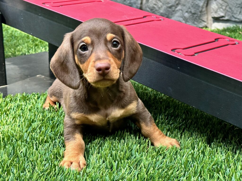 A brown and tan Dachshund puppy next to a red see-saw