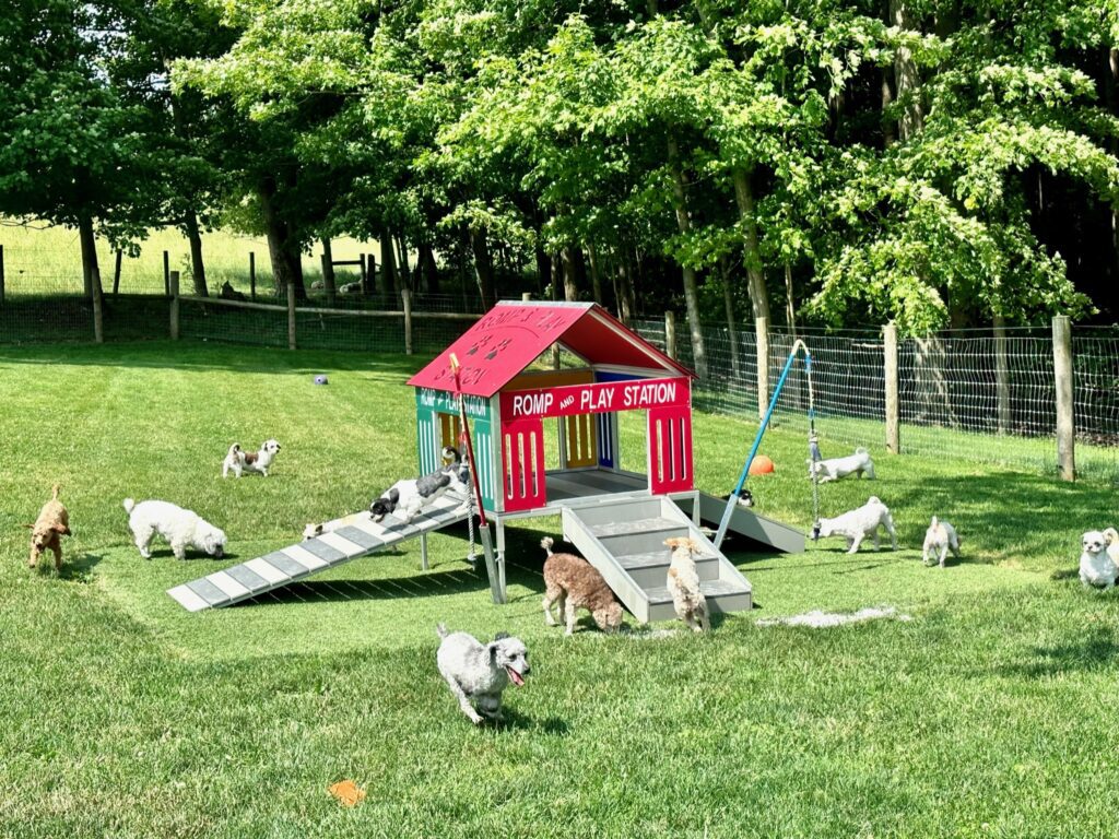 Adult dogs romp in grassy exercise yard with a miniature red house in the center