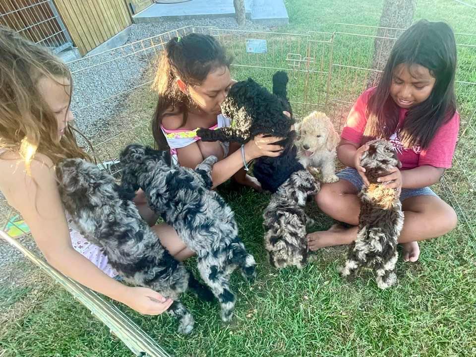 Meet and greet with the puppies