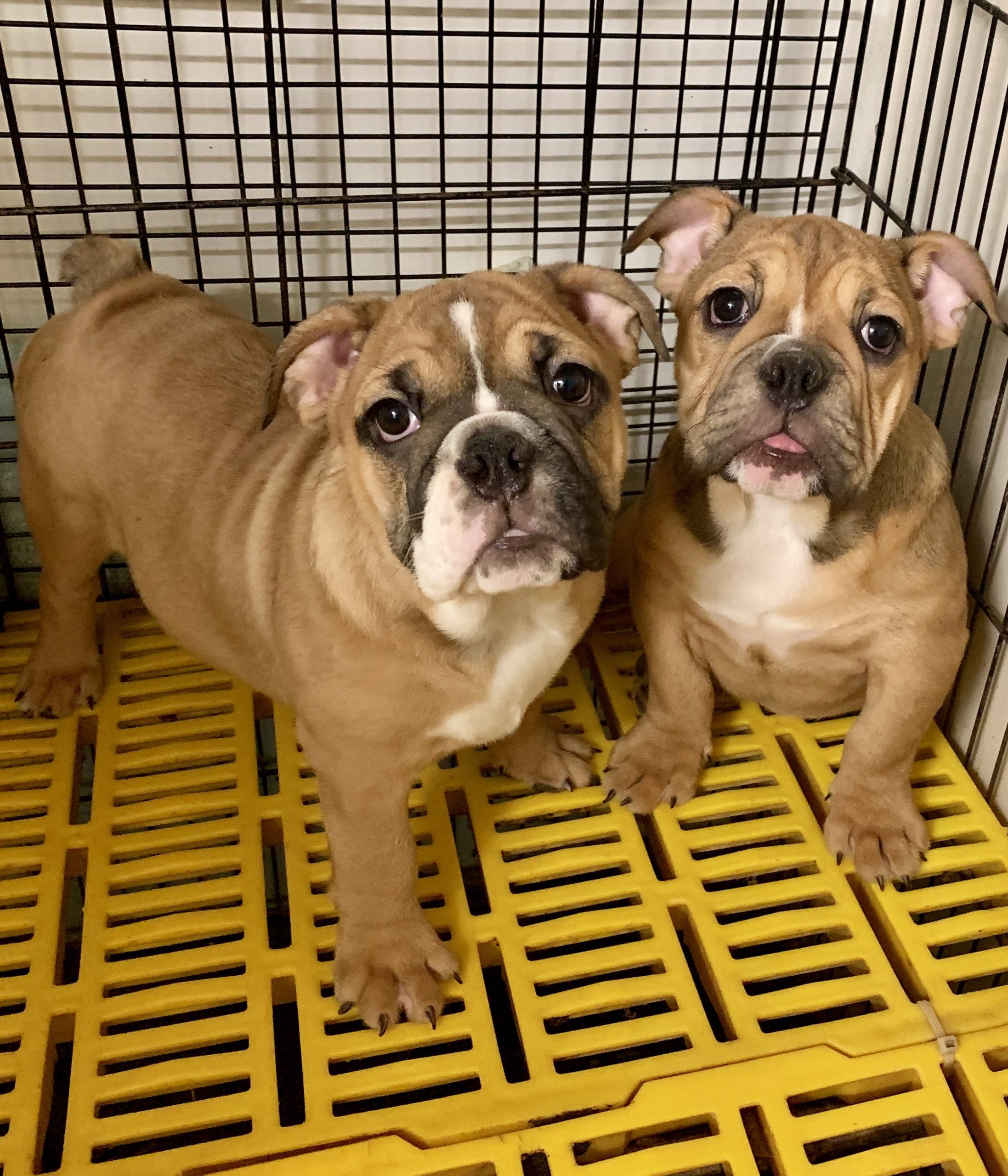 Bulldog puppies