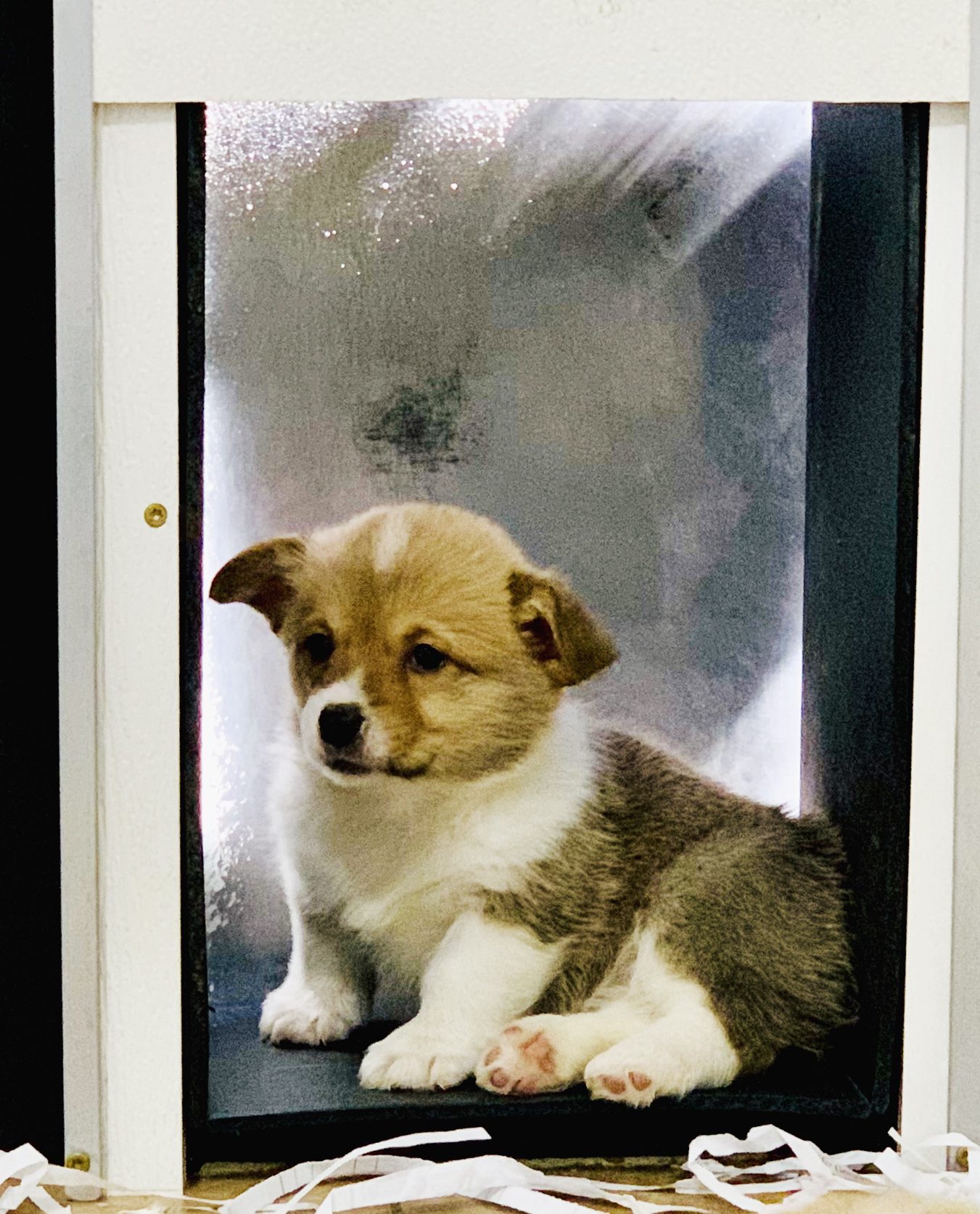 Corgi puppy resting in doorway