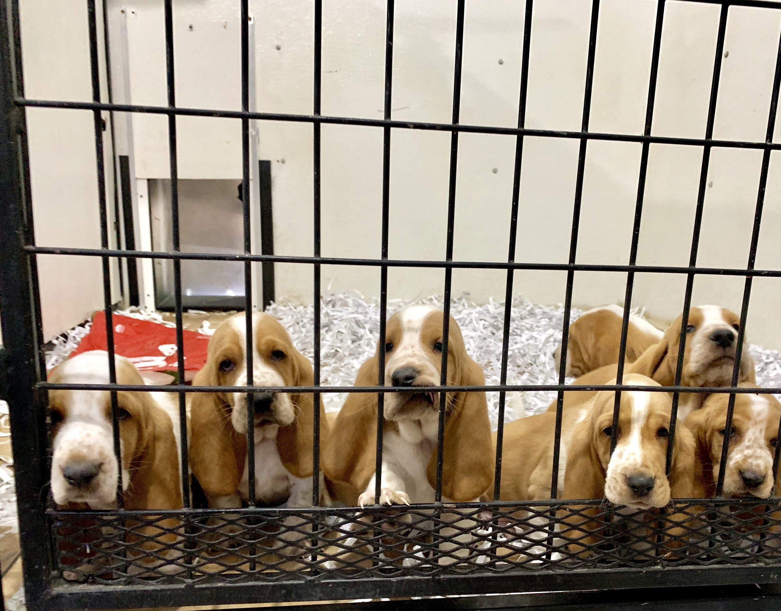 Litter of Basset Hounds