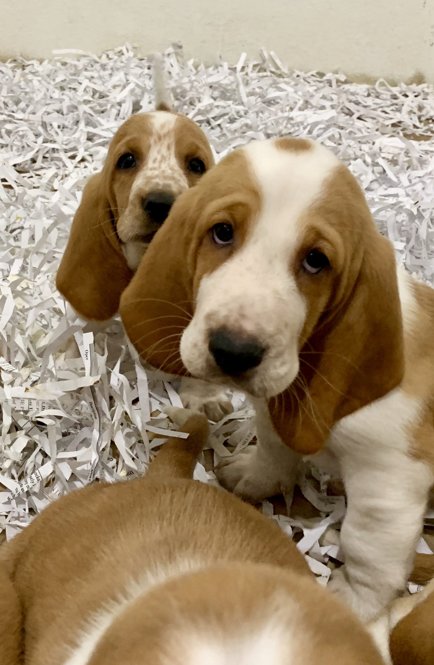 Basset Hound puppies