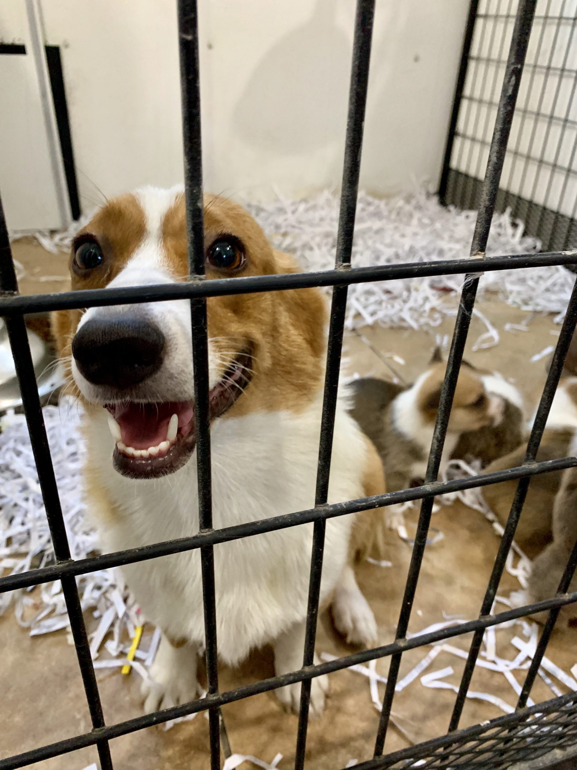 Happy mom with puppies