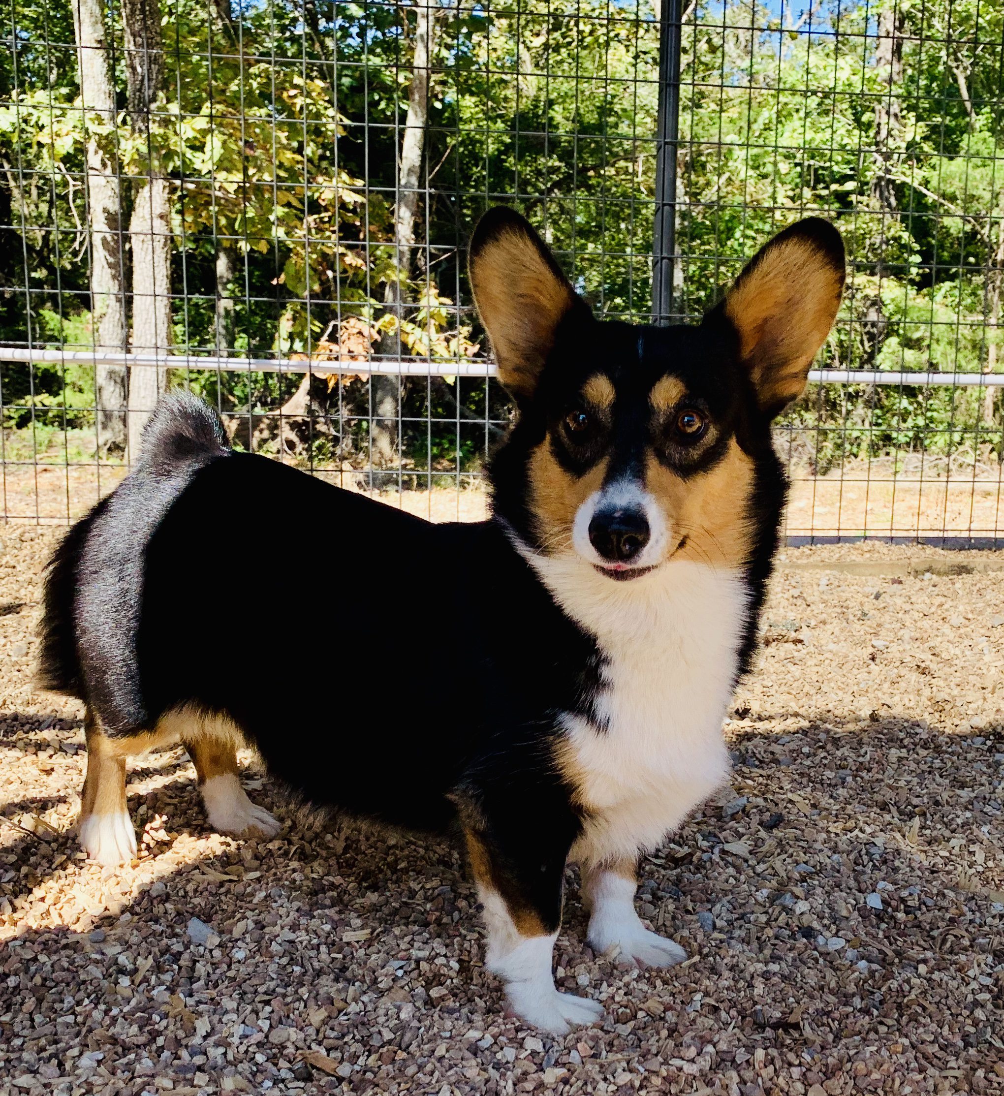 One of Nancy's adult Corgis