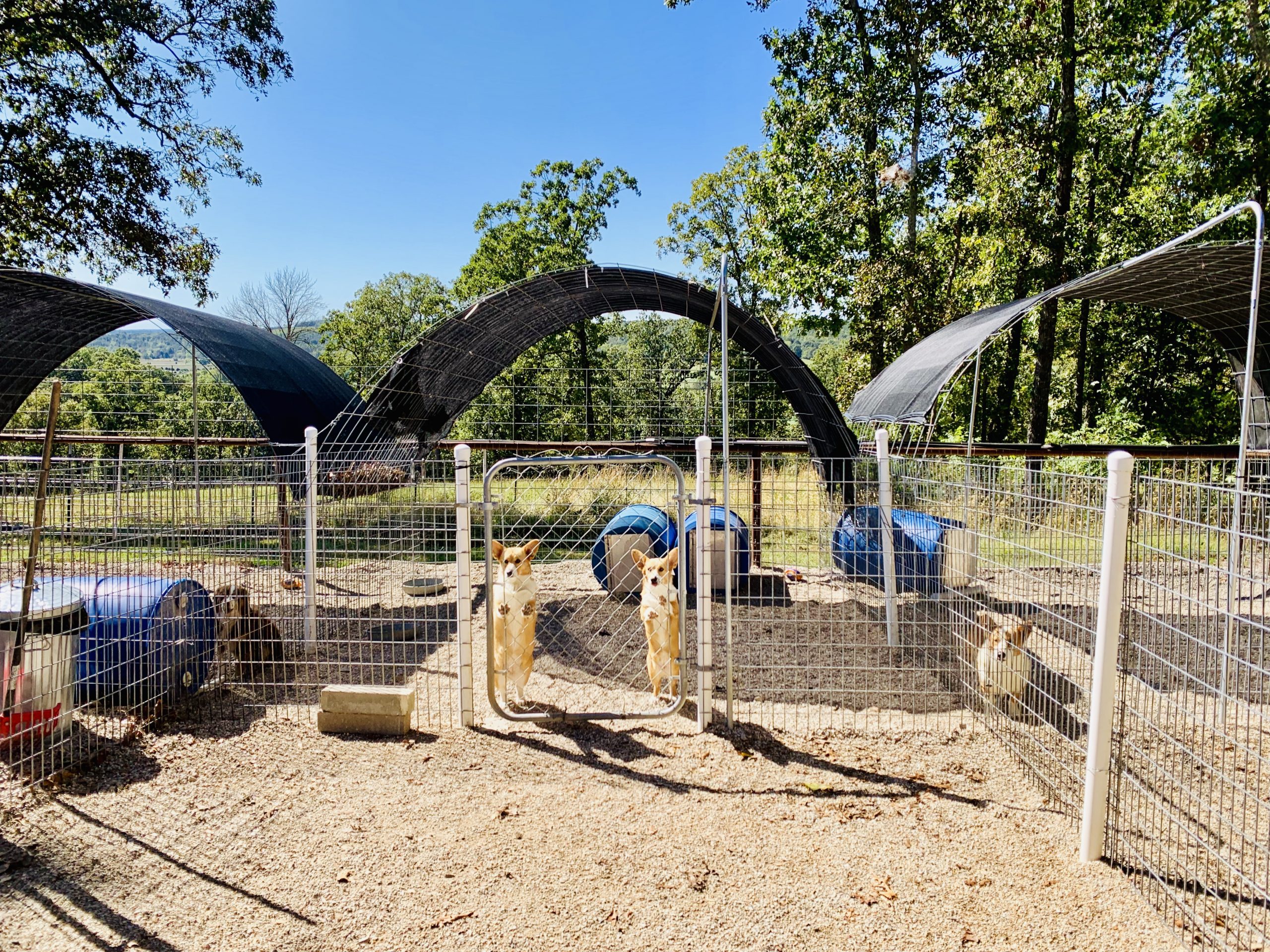 A view of Nancy's kennel