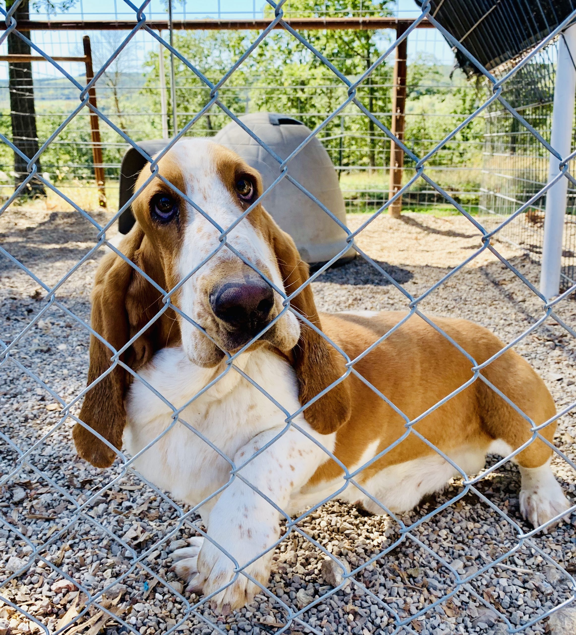 Basset Hound