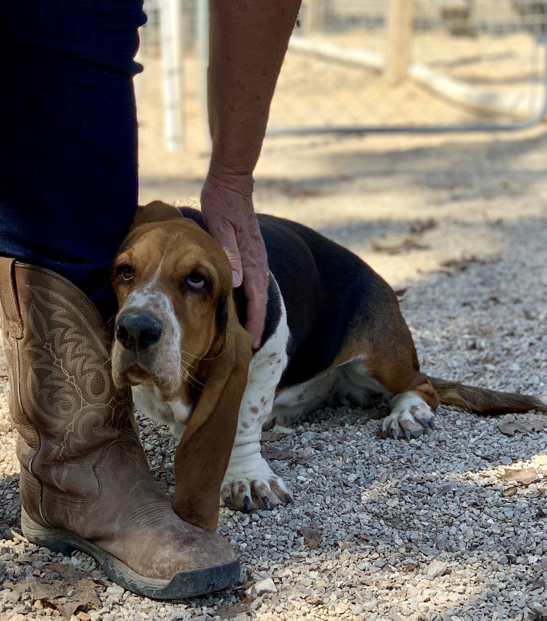 Basset Hound