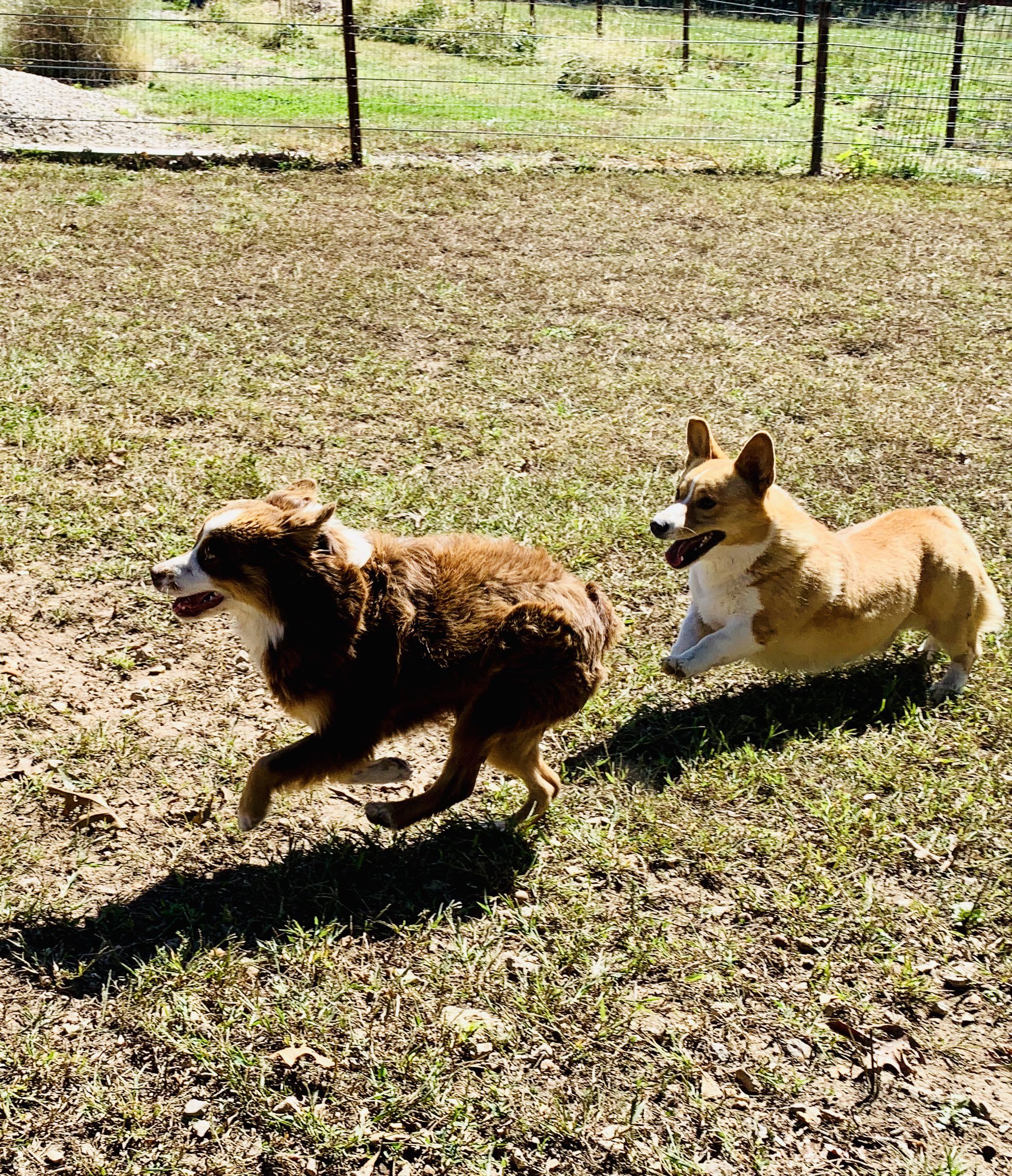 Dogs playing in yard