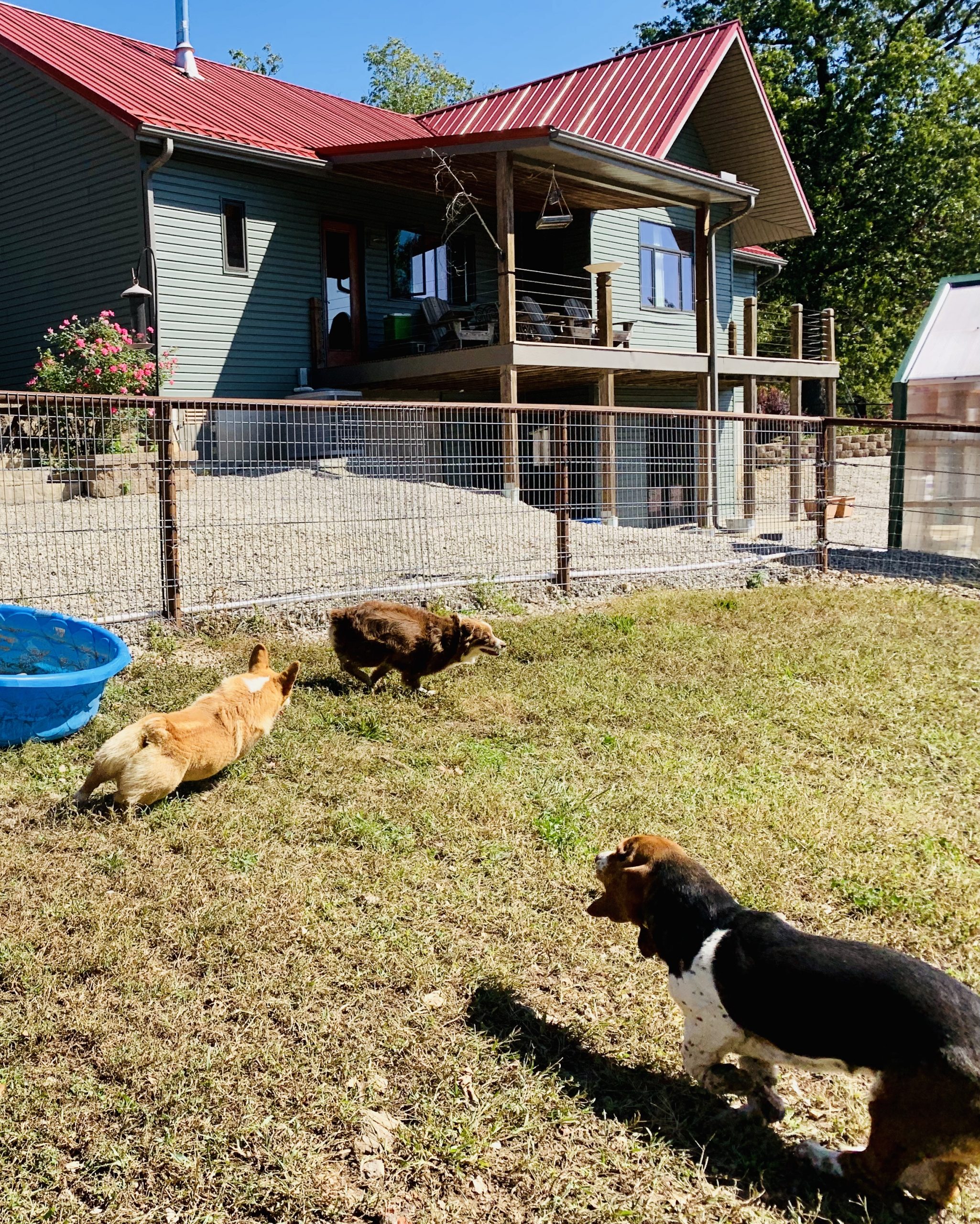 Dogs playing in yard