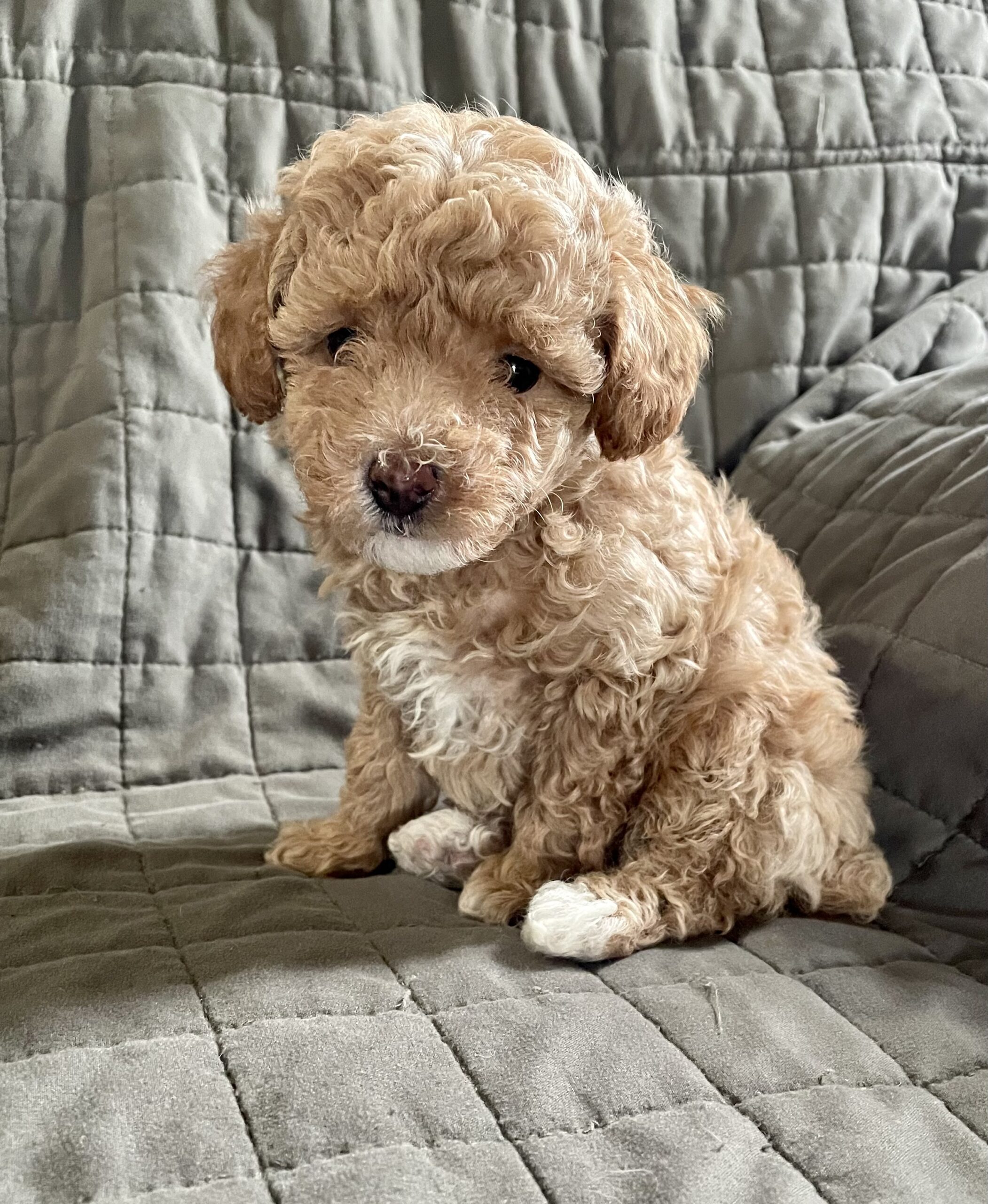 One of the cute pups says hello