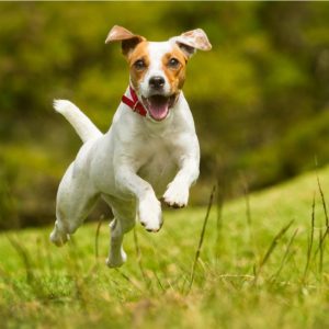 Jack Russell Terrier Puppies For Sale Animal Kingdom Arizona