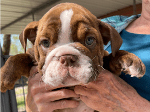 Janet Partain Puppies Animal Kingdom Arizona