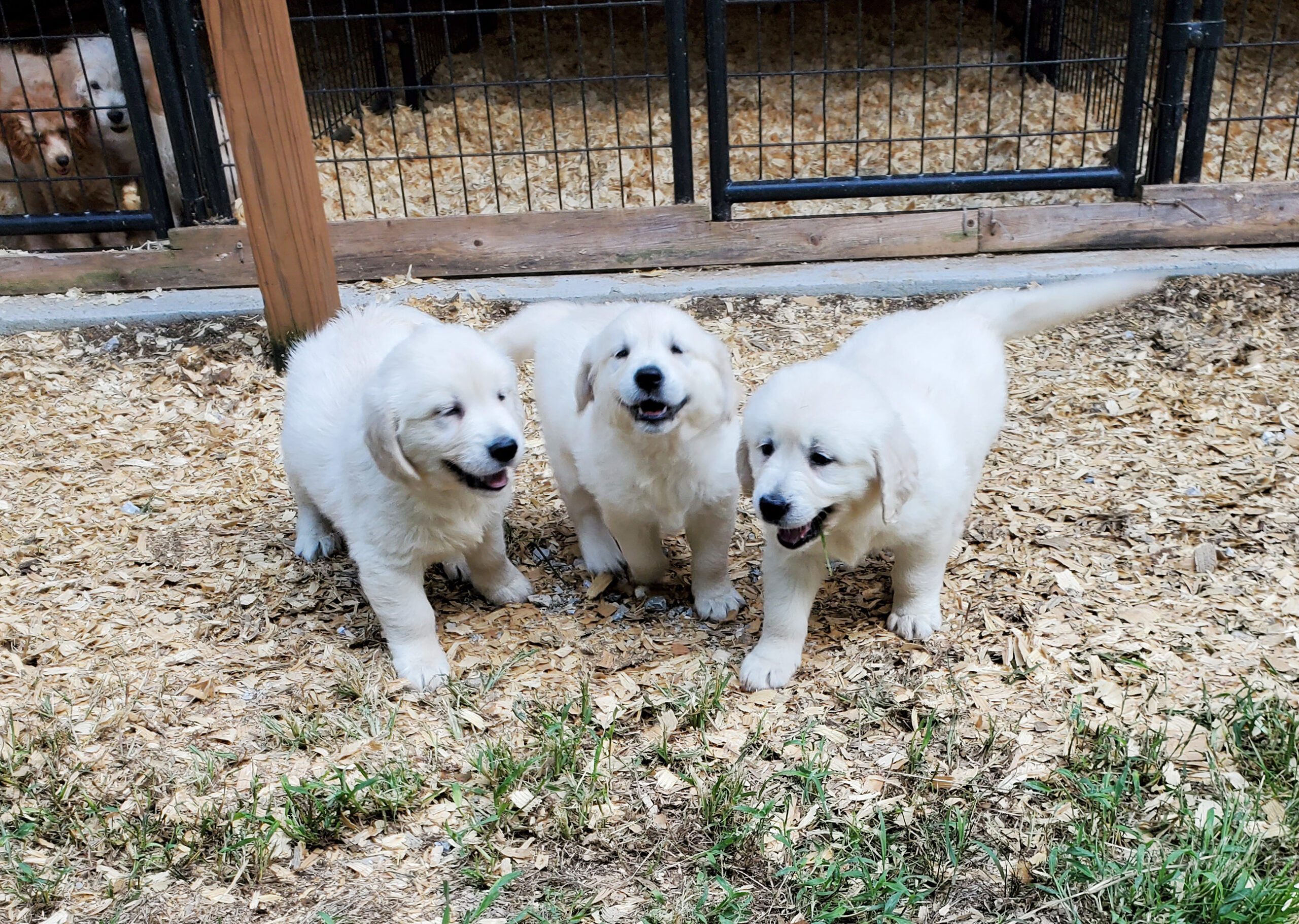 Three cute puppies!