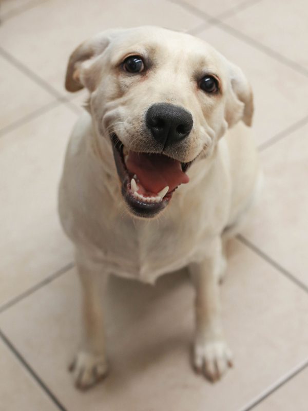 Juno the happy Lab