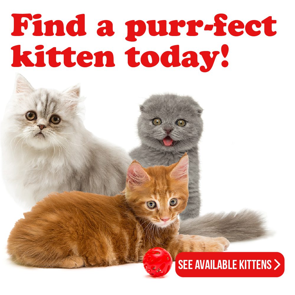 Red text says "Find a purr-fect kitten today!" A photo of a British Longhair, a gray Scottish Fold, and an orange Maine Coon isolated on a white background.