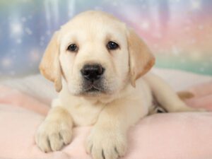 Labrador Retriever Puppies For Sale Animal Kingdom Arizona