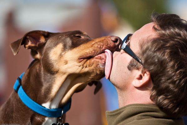 A dog licking his owners face.