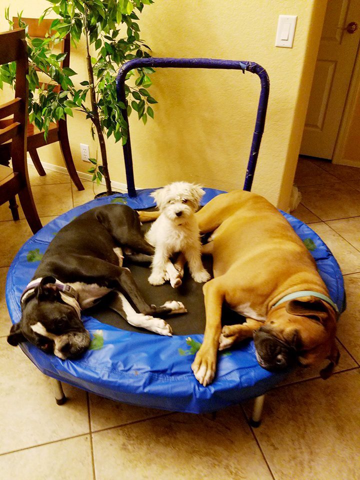 Boxers Lola and Tank with their new friend Rose the Chonzer