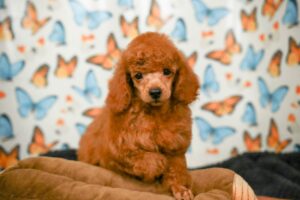 Miniature Poodle Puppies For Sale Animal Kingdom Arizona