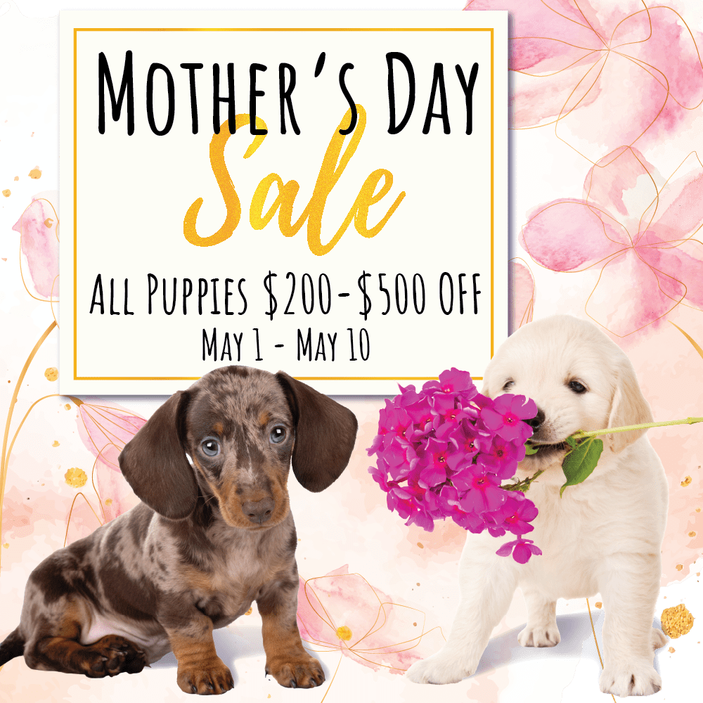 dachshund and golden puppy with spring flowers. With a banner for the mothers day special