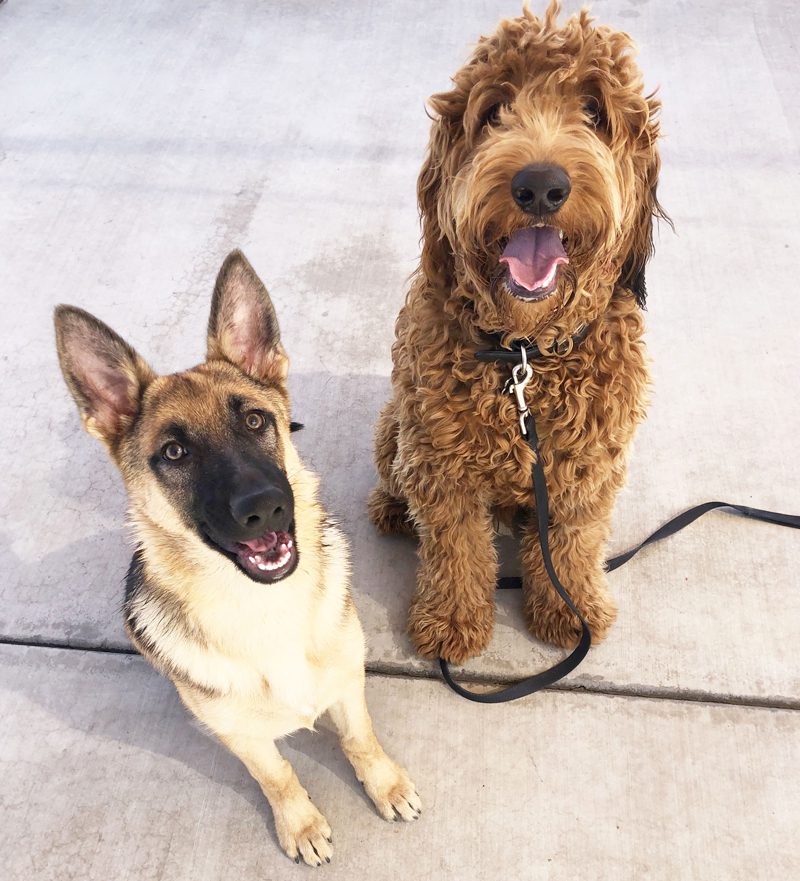 German Shepherd meeting his new brother