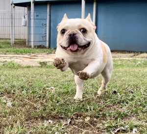 French Bulldog running in yard